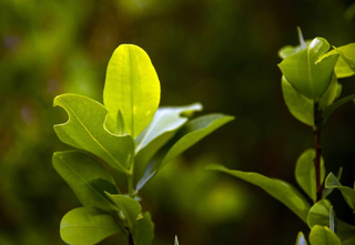 The coca plant is the raw material for cocaine.Raul Arboleda/AFP/Getty Images